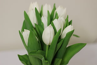 white tulip bouquet HD wallpaper