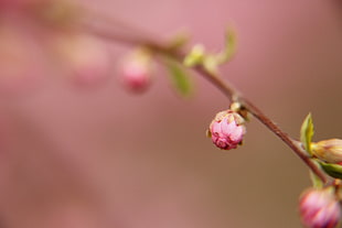 photo of closeup pink flower buds