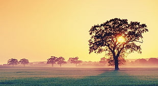 silhouette tree photo during sunset HD wallpaper