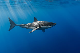 gray shark on water