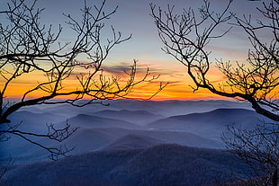 bare tree and mountain photo, blood mountain HD wallpaper