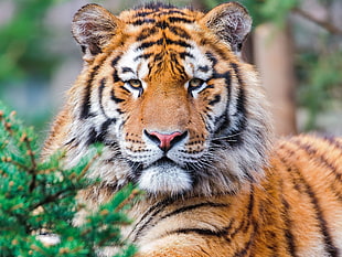selective photo of tiger