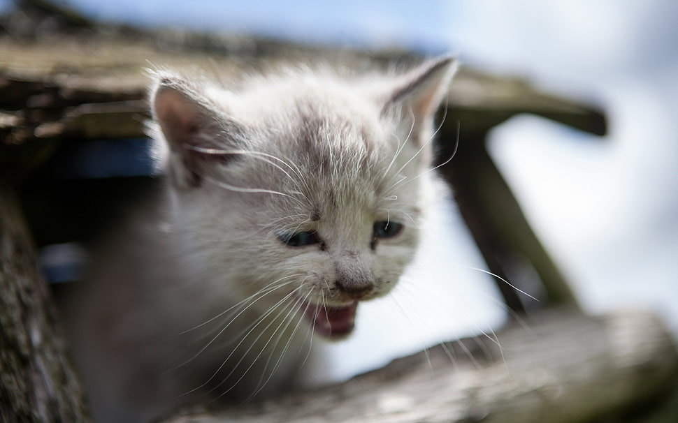 shallow focus on white kitten HD wallpaper