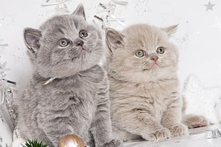 two gray and brown medium-fur kittens