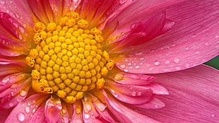 close-up photo of pink and yellow petaled flower