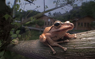 brown frog, frog, trees, animals, nature