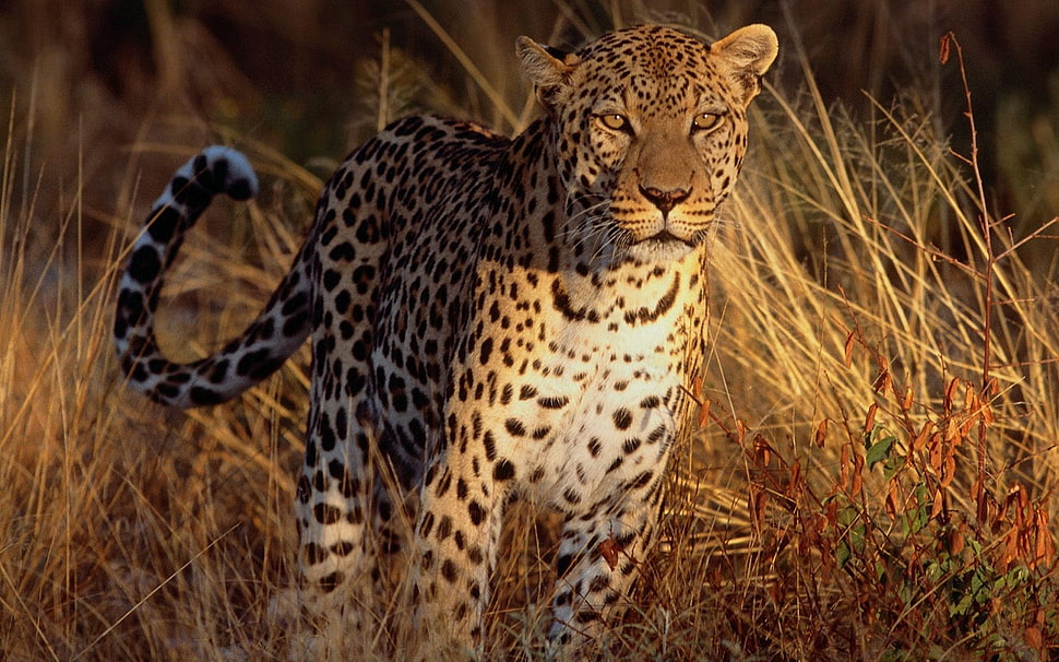brown leopard, forest HD wallpaper
