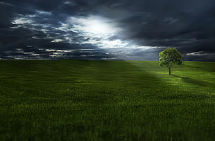 green tree on green grass field under heavy clouds HD wallpaper