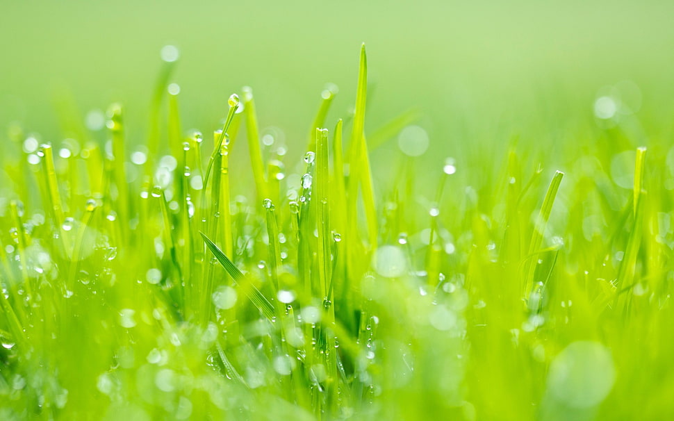 dewdrops on green grass during daytime HD wallpaper
