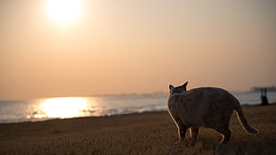 selective focus photography of cat on seashore