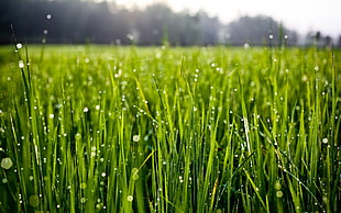 macro, grass, water drops, nature