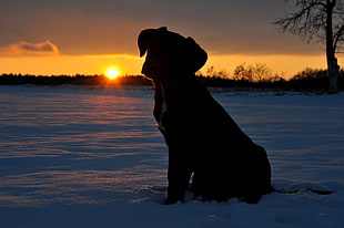 dog photograph during sunset