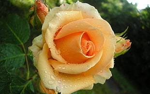 Macro photography of orange rose