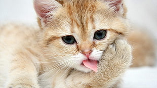 orange tabby kitten