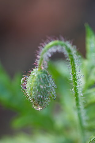 green flower bud in macro shot photography