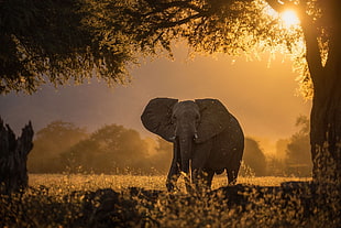 gray elephant standing near green leafed tree at golden hour, photography, nature, elephant, trees