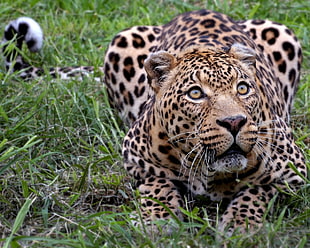 adult leopard, animals, nature, jaguars, leopard (animal)