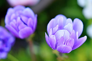 selective focus photography of purple Pulsatilla flower, tulip
