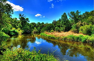 green trees near river nature photography, nature, river, colorful, landscape