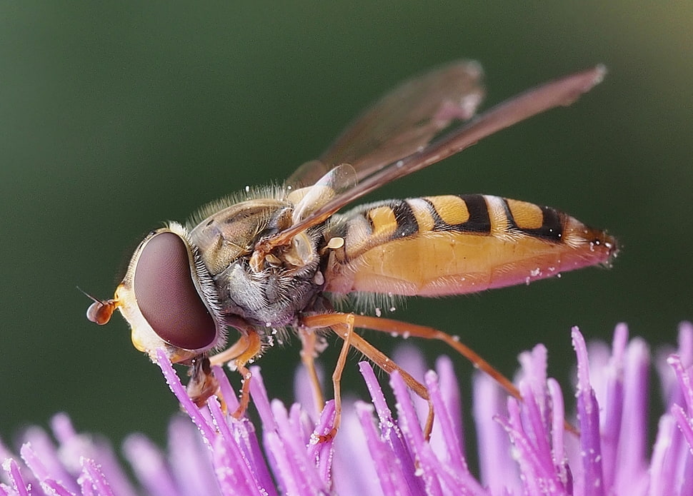 close up photo of bee sipping purple flower HD wallpaper