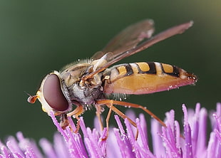 close up photo of bee sipping purple flower