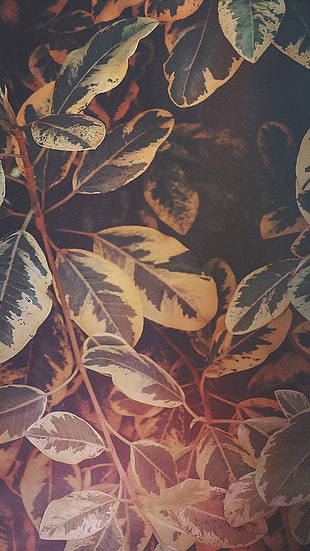 green and white leafed plant, pattern, vertical, portrait display, digital art
