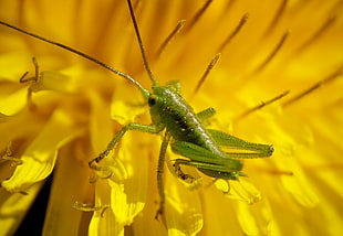 selective focus photo of green grasshopper on  yellow petaled flower