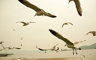 flock of Franklin's Gull flying during daytime HD wallpaper