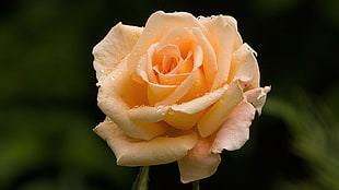 closeup photography of yellow rose