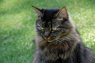 gray and brown cat