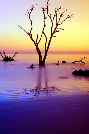 silhouette tree on lake photography