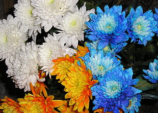 white, yellow , and blue flowers