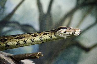 brown snake, snake, reptiles, animals HD wallpaper