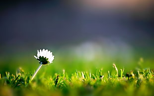 white petaled flower on green grass