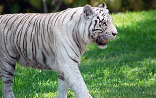 shift lens photograph of white tiger