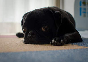 close up photo of black pug on floor