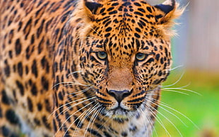 depth of field photo of leopard
