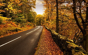 landscape photography of road between trees during autumn
