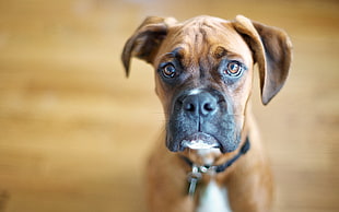 selective photography of Boxer puppy