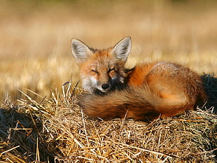 close up photo of brown fox