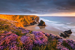 purple flower field, coast, beach, flowers, sunset HD wallpaper