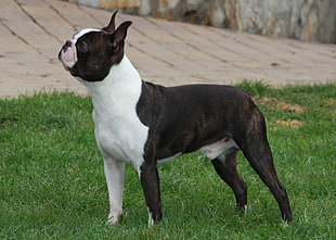 black and white Boston Terrier on the green grass field