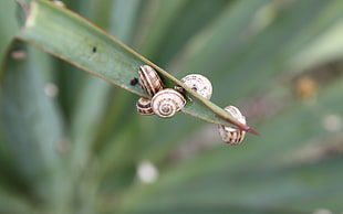 focus photo of white snails