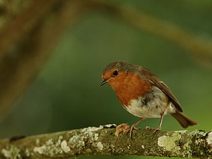 focus photography of European Robin perching on brown stem of tree