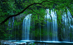 waterfalls near green leaf plants