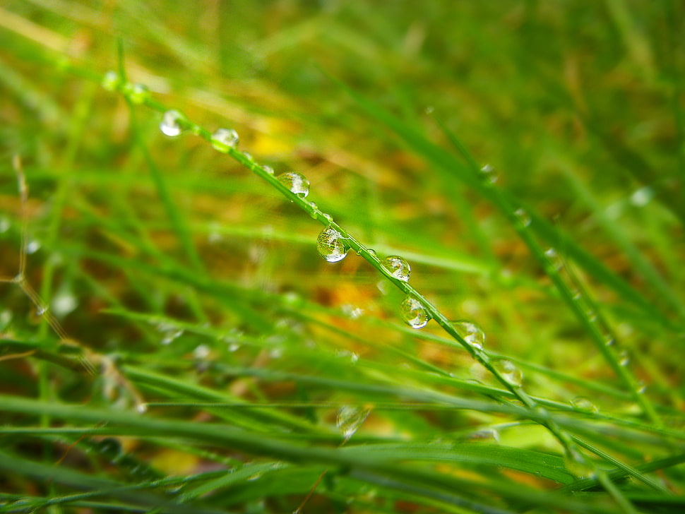 close-up photography of dew drops on green grass field HD wallpaper