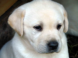 closeup photo yellow Labrador Retriever puppy