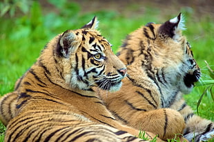 two brown tigers on green lawn during daytime