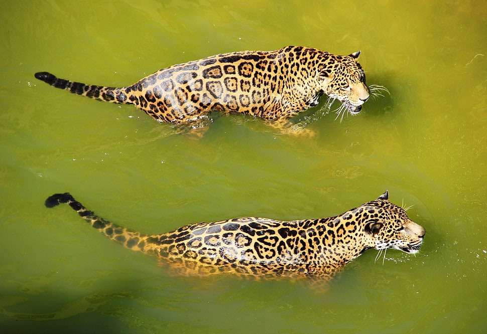 two leopards in body of water at daytime HD wallpaper