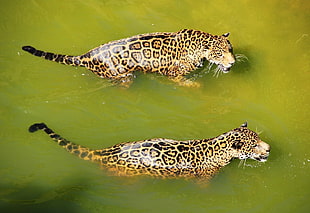two leopards in body of water at daytime